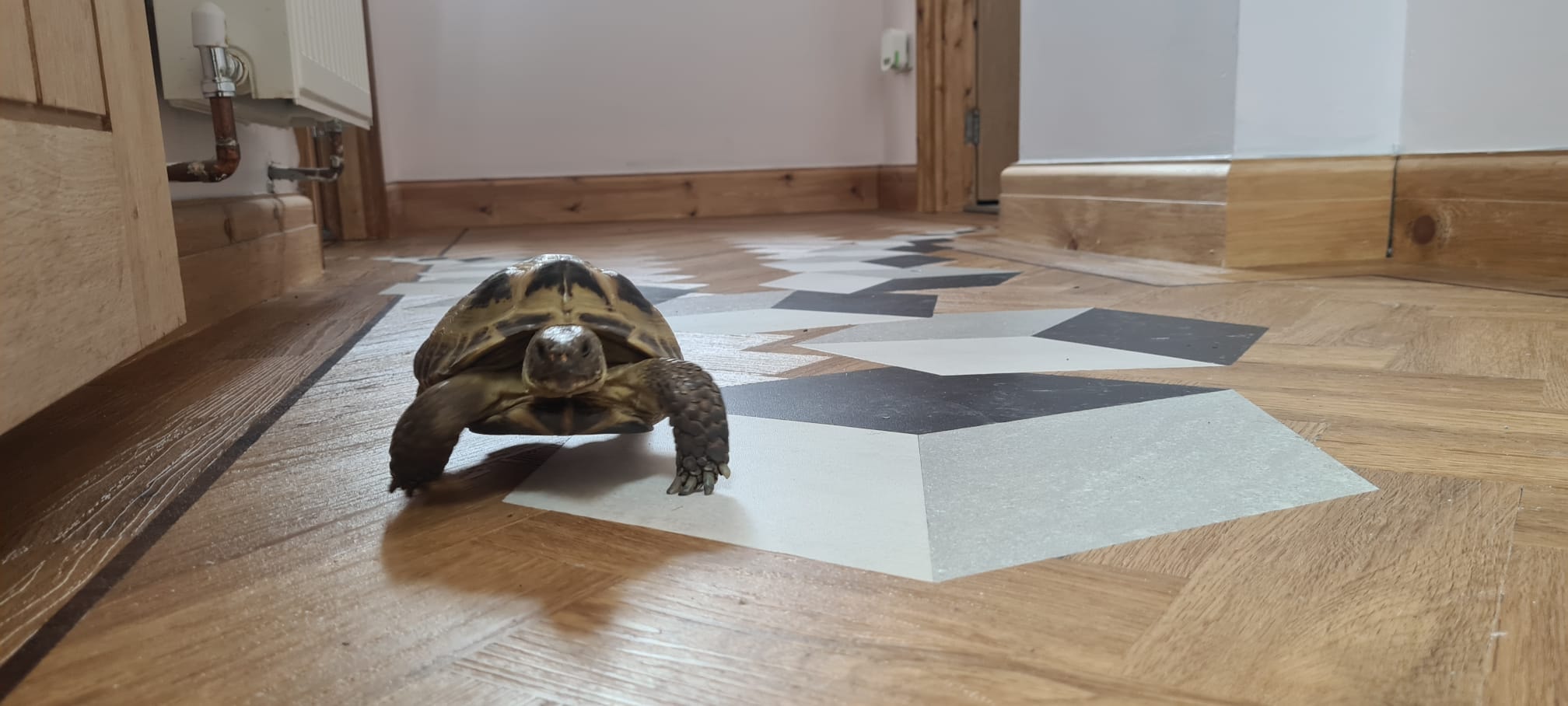 Bespoke LVT design inlay in hallway with tortoise, Urmston